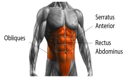 shape abdomen